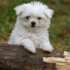 21benset011173 avatar
