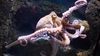 OctopusMayh3m Small Avatar