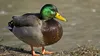 Yaxon ze duck Small Avatar