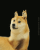 doge master Small Avatar