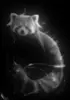 Dreamer Boy Small Avatar
