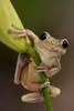 _-CrabTheFrog-_ C Small Avatar